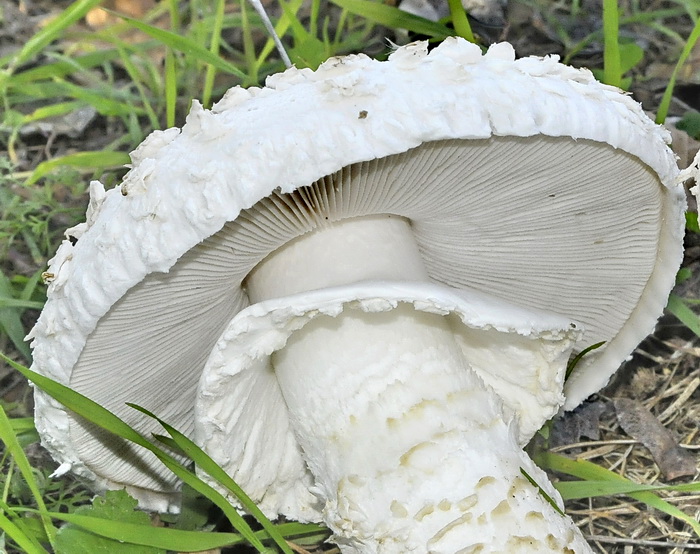 Amanita codinae ?